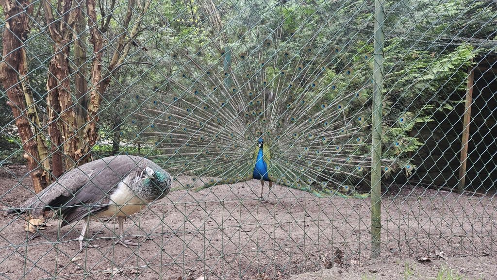 Właściciel zamieścił poruszający wpis w mediach społecznościowych. - Po 13 latach zamyka się olsztyńska Ptaszarnia. „I tak prawie nikt nie przychodził”