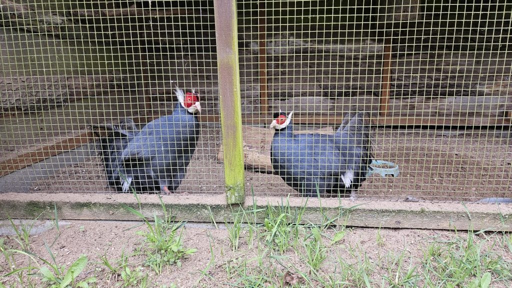 Właściciel zamieścił poruszający wpis w mediach społecznościowych. - Po 13 latach zamyka się olsztyńska Ptaszarnia. „I tak prawie nikt nie przychodził”