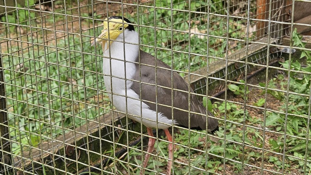 Właściciel zamieścił poruszający wpis w mediach społecznościowych. - Po 13 latach zamyka się olsztyńska Ptaszarnia. „I tak prawie nikt nie przychodził”
