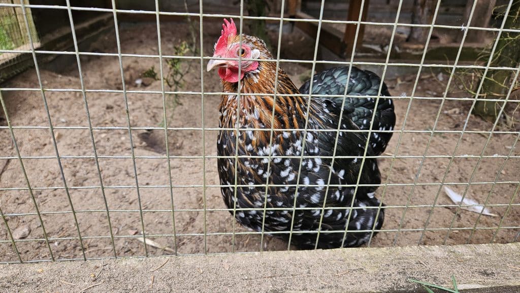 Właściciel zamieścił poruszający wpis w mediach społecznościowych. - Po 13 latach zamyka się olsztyńska Ptaszarnia. „I tak prawie nikt nie przychodził”