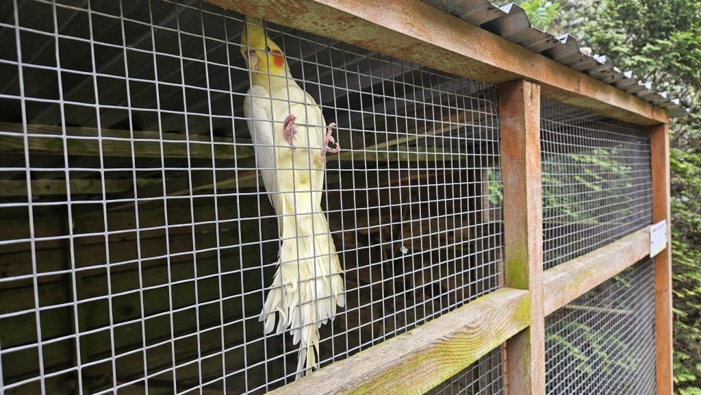 Właściciel zamieścił poruszający wpis w mediach społecznościowych. - Po 13 latach zamyka się olsztyńska Ptaszarnia. „I tak prawie nikt nie przychodził”