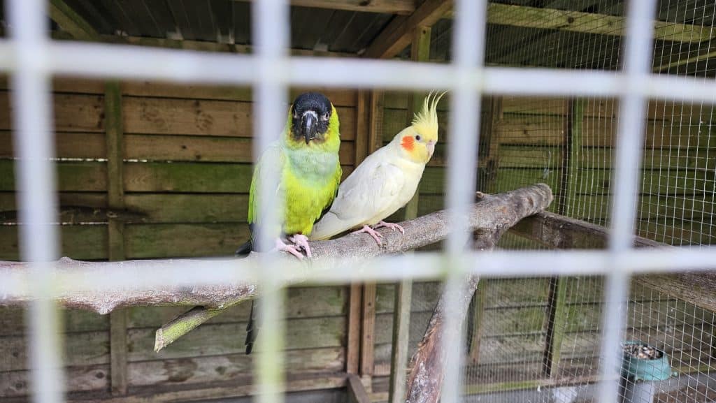 Właściciel zamieścił poruszający wpis w mediach społecznościowych. - Po 13 latach zamyka się olsztyńska Ptaszarnia. „I tak prawie nikt nie przychodził”