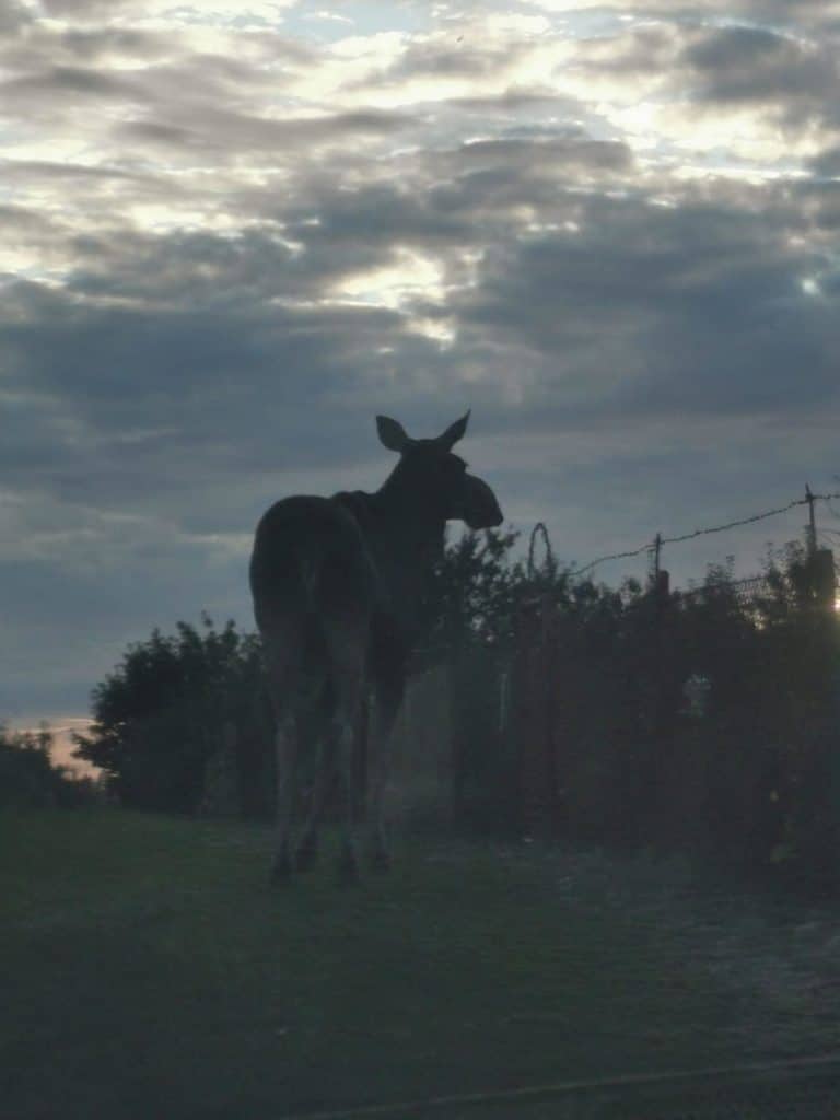 Łoś urządził sobie spacer po ogródkach i narobił sporo zamieszania. - Gość z lasu wpadł na grilla. Łoś odwiedził ogródki działkowe
