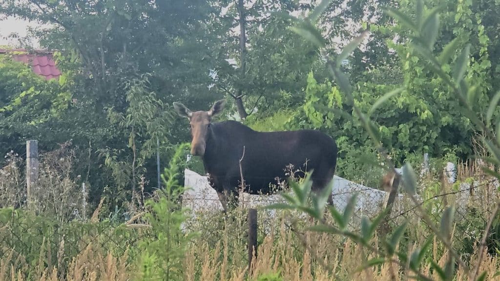 Łoś urządził sobie spacer po ogródkach i narobił sporo zamieszania. - Gość z lasu wpadł na grilla. Łoś odwiedził ogródki działkowe