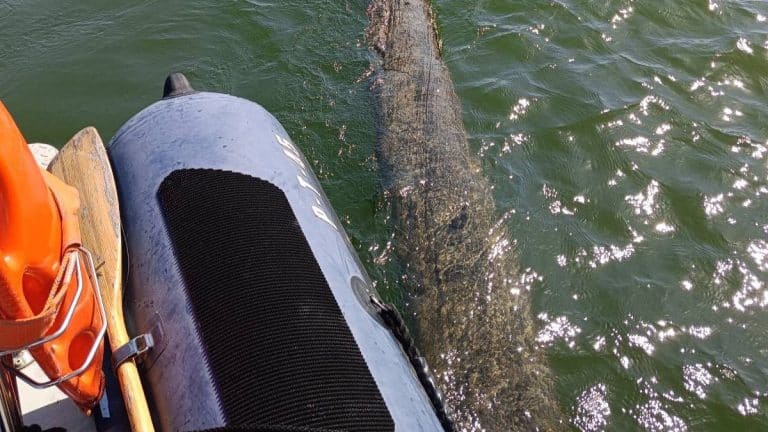 Czaiła się pod wodą jak potwór… Policjanci wyciągnęli gigantyczne drzewo z jeziora