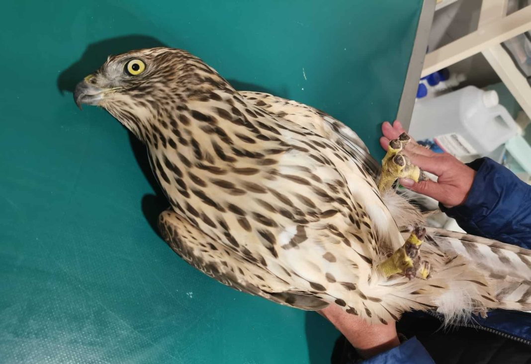 poszkodowany jastrząb