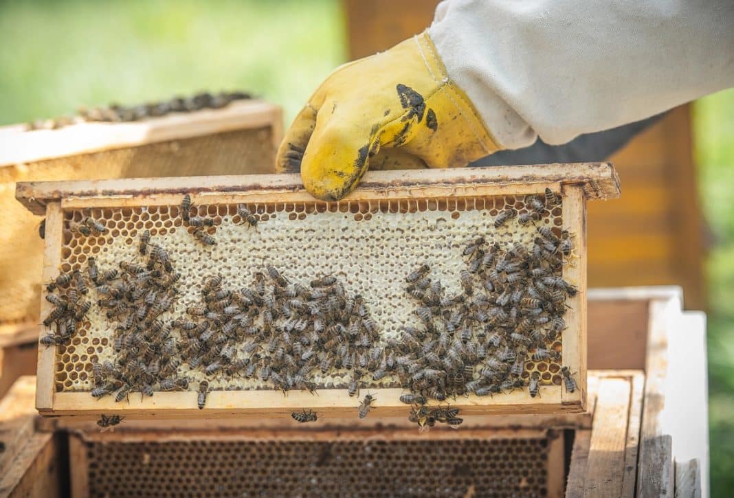 pszczoły w pasiece