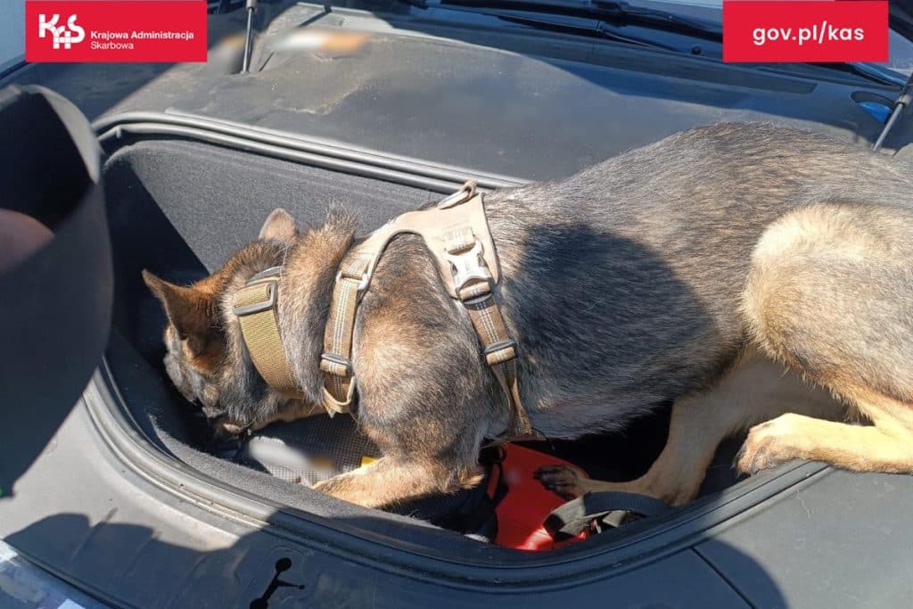 Gang działał latami w warmińsko-mazurskim. - Służby z Olsztyna rozbiły zorganizowaną grupę przestępczą