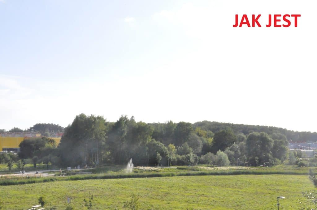 Czy park bez drzew, to nadal park? Kolejna wycinka w zielonym Olsztynie. - Radny Adam Andrasz alarmuje: Ponad 250 drzew w Parku zostanie wyciętych