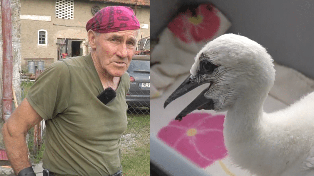 romek zaklinacz byków i bocian