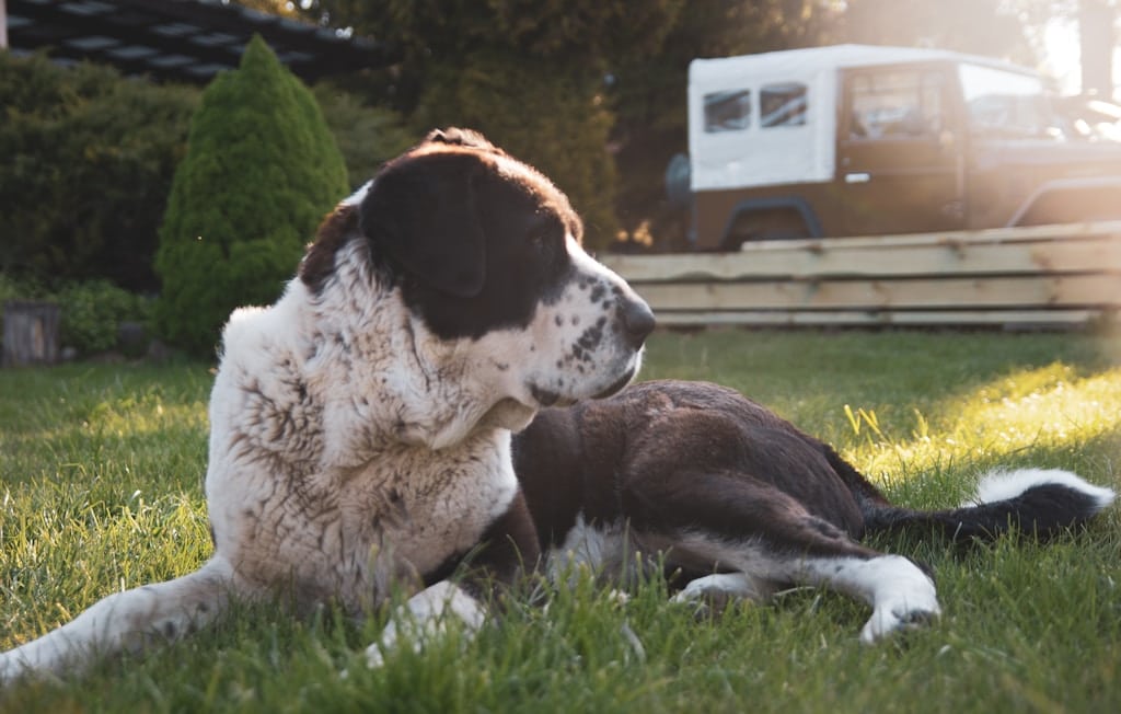 Przeprowadzka okiem psa. Jak przygotować pupila na rewolucję w jego życiu i wielogodzinną podróż?