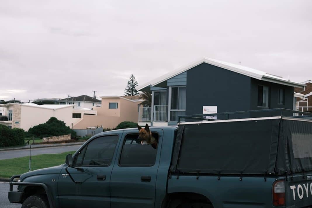 Przeprowadzka okiem psa. Jak przygotować pupila na rewolucję w jego życiu i wielogodzinną podróż?