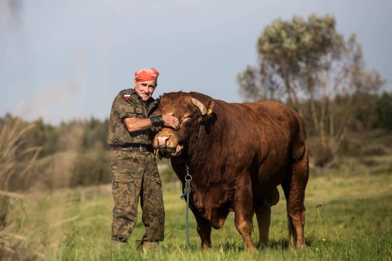 romek zaklinacz byków