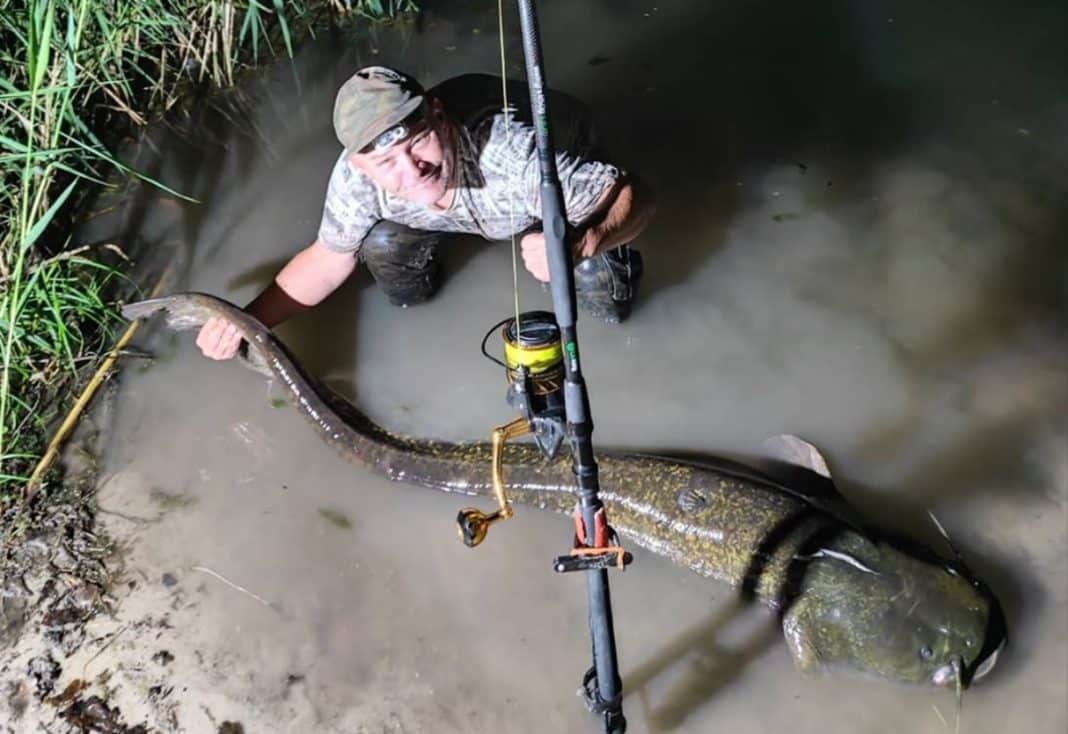 Wędkarz złowił olbyrzymiego suma