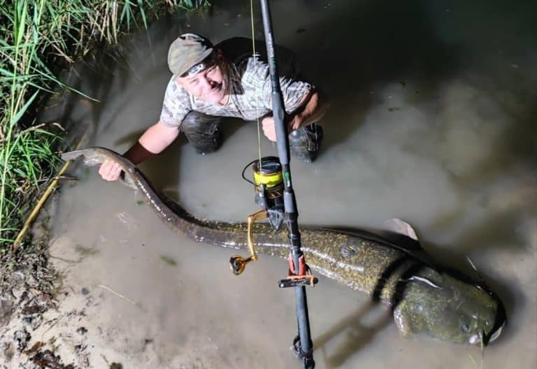 Wędkarz złowił olbyrzymiego suma