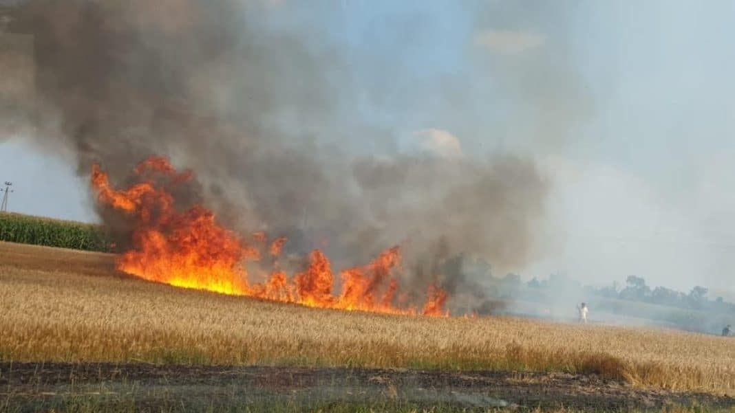 pożar zboża na polu