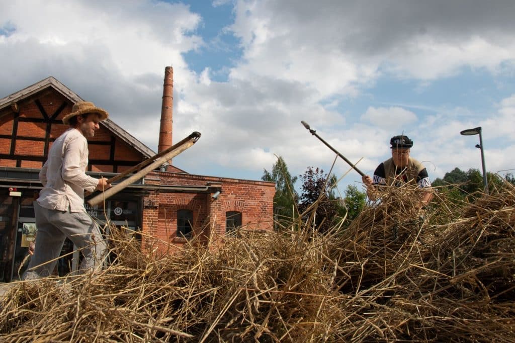 Pole w centrum miasta stało się miejscem spotkań. - Niezwykły projekt MOK. Zasiali zboże w centrum Olsztyna, zebrali plony i upiekli chleb