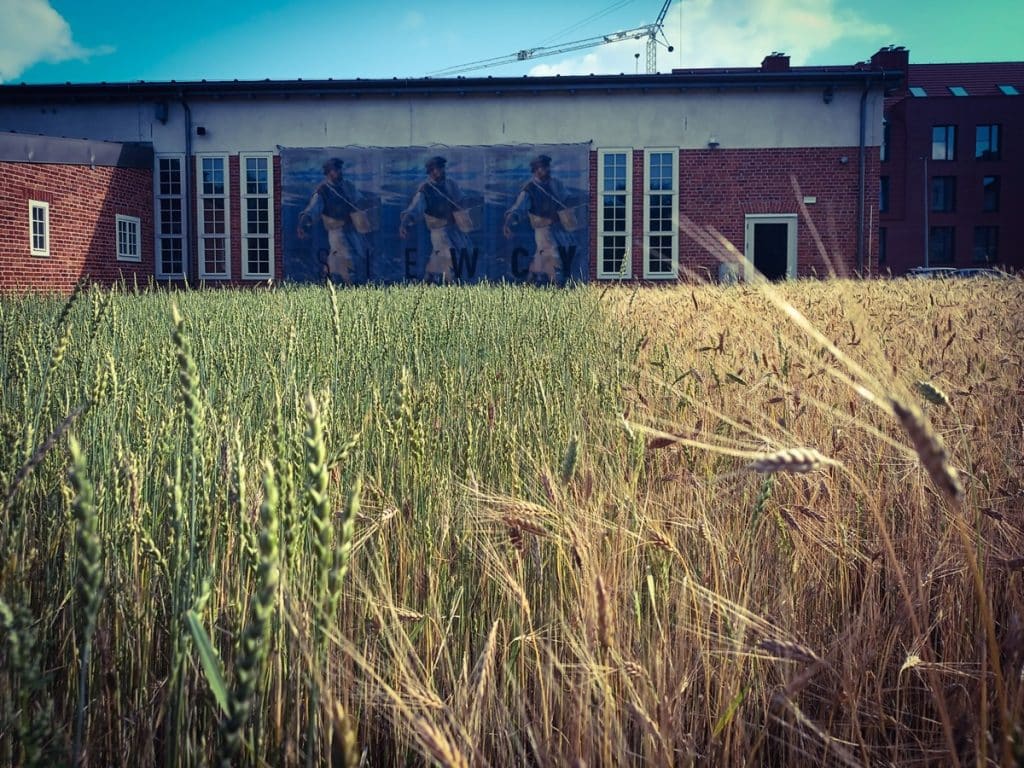 Pole w centrum miasta stało się miejscem spotkań. - Niezwykły projekt MOK. Zasiali zboże w centrum Olsztyna, zebrali plony i upiekli chleb