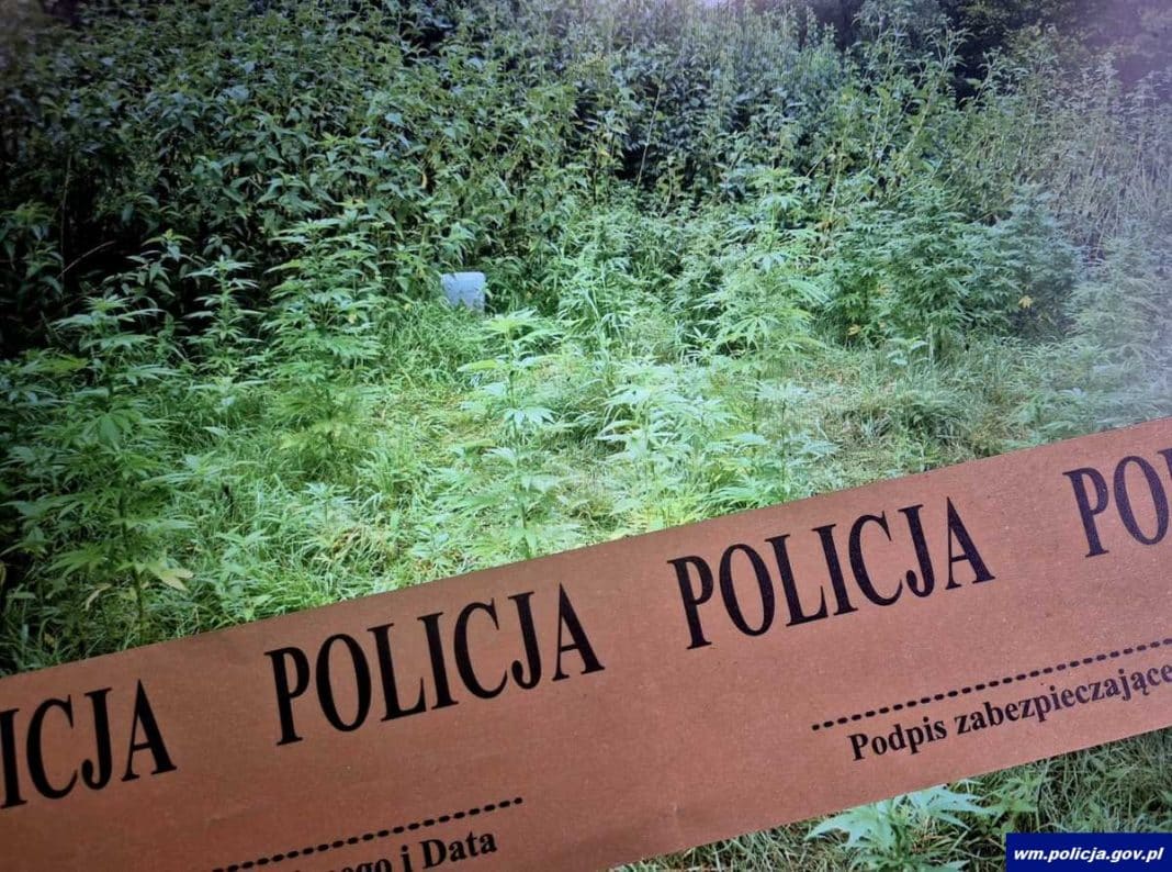 krzaki konopii
