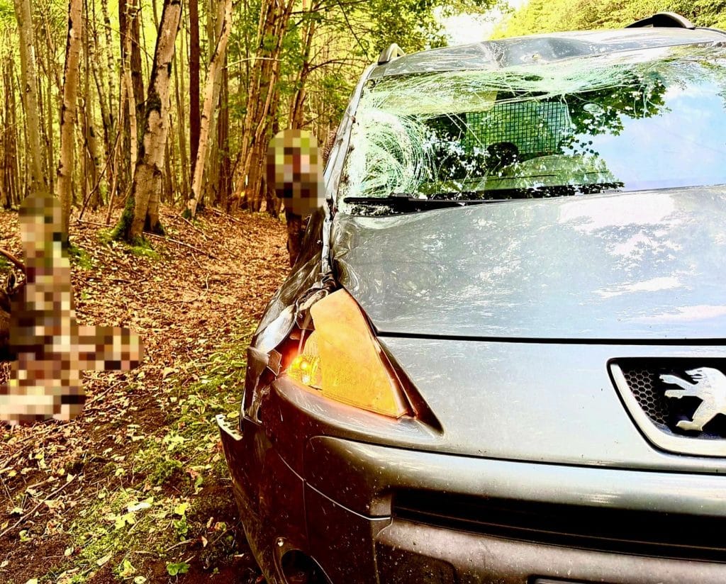 To zagrożenie czyha na wielu kierowców. - Łoś nagle wbiegł na jezdnię. Finał zderzenia jest tragiczny