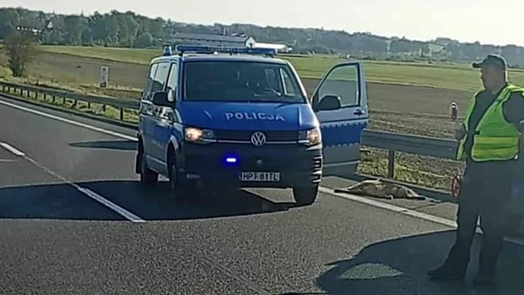 wilk rozjechany pod Olsztynem