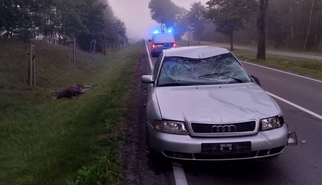 Jesień to czas większego ryzyka na drogach. - Łoś wyskoczył nagle przed samochód. Niesamowite, co wydarzyło się chwilę później