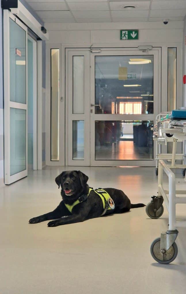 Chwile radości na oddziale onkologicznym w Szpitalu Dziecięcym w Olsztynie. - Czworonożny bohater odwiedził chore dzieci w Olsztynie. Były łzy wzruszenia i uśmiechy