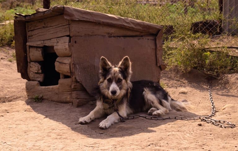 pies na łańcuchu