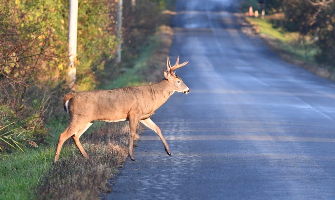 jeleń na drodze