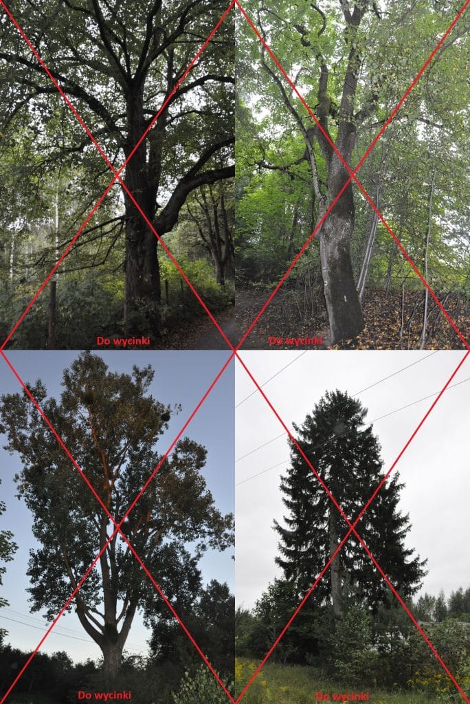 9 tys. drzew do wycinki w tym ponad 100-letnie okazy. To 6 razy więcej niż przy budowie tramwajów. - 9 tysięcy drzew do wycinki! Ul. Nowobałtycka tylko 4 metry od linii brzegowej jeziora Żbik