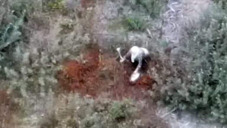 kobieta utknęła w bagnach