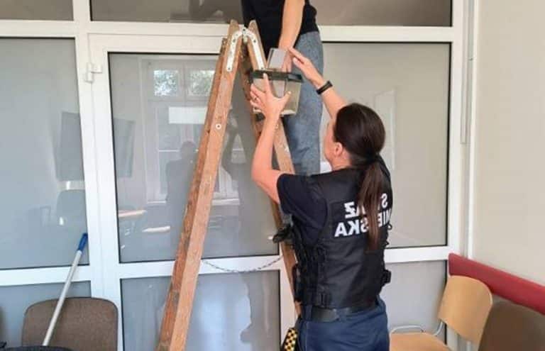 Atak nietoperzy w olsztyńskim szpitalu! Kilkadziesiąt osobników opanowało salę