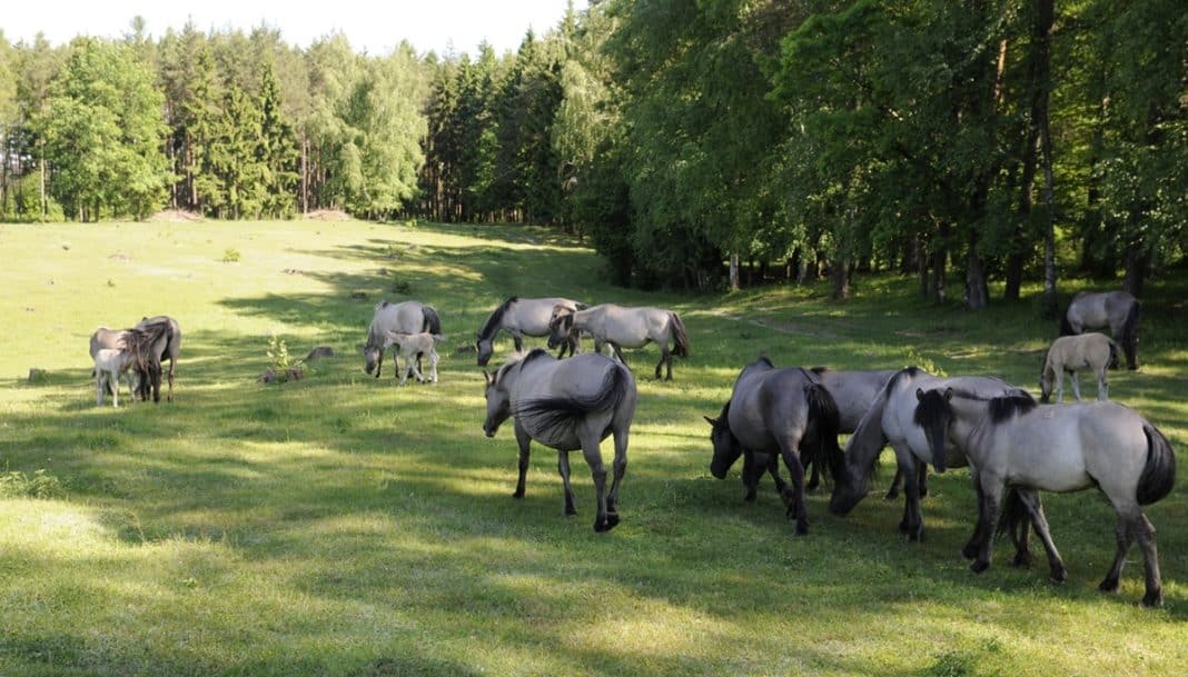 koniki polskie w Popielnie