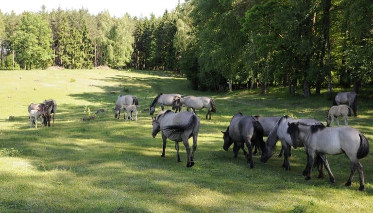 koniki polskie w Popielnie