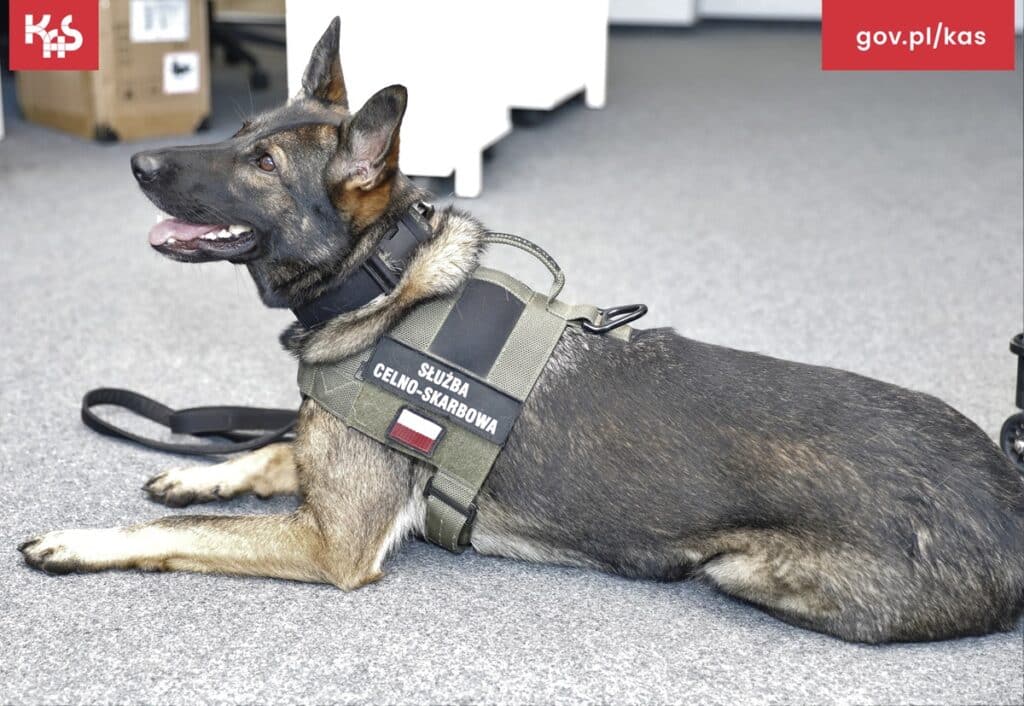 Zaskakujące znalezisko na terenie firmy kurierskiej. - Rutynowa kontrola skończyła się sensacją. Pracownicy sortowni przecierali oczy ze zdumienia