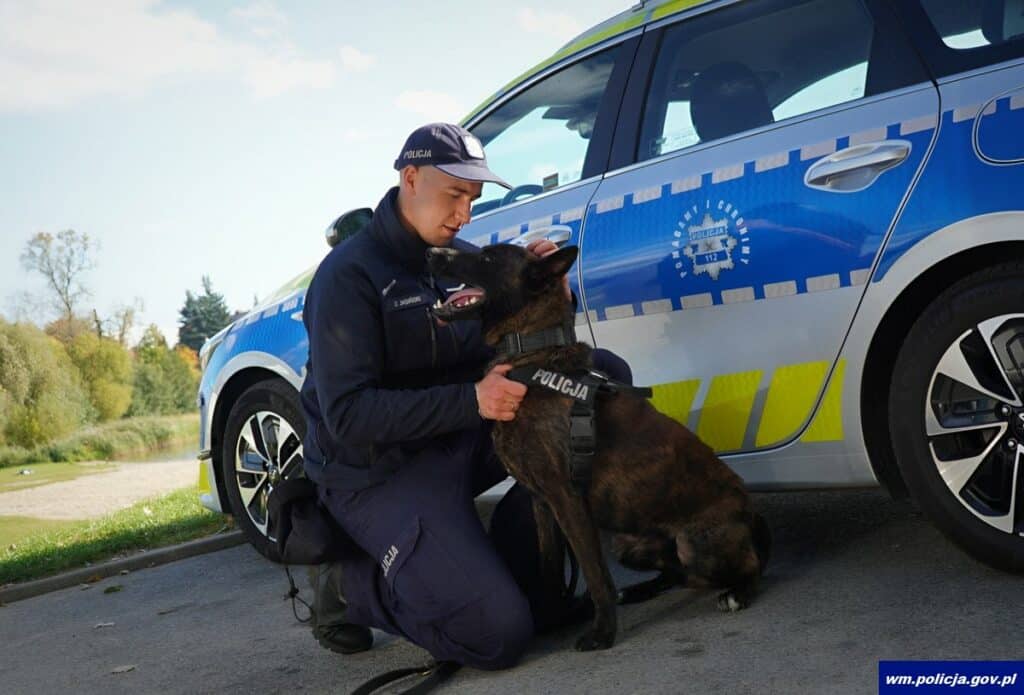 Po miesiącach szkolenia Wilkor i sierż. Dawid Jasiński są gotowi do wspólnej służby. - Owczarek holenderski Wilkor dołącza do policji