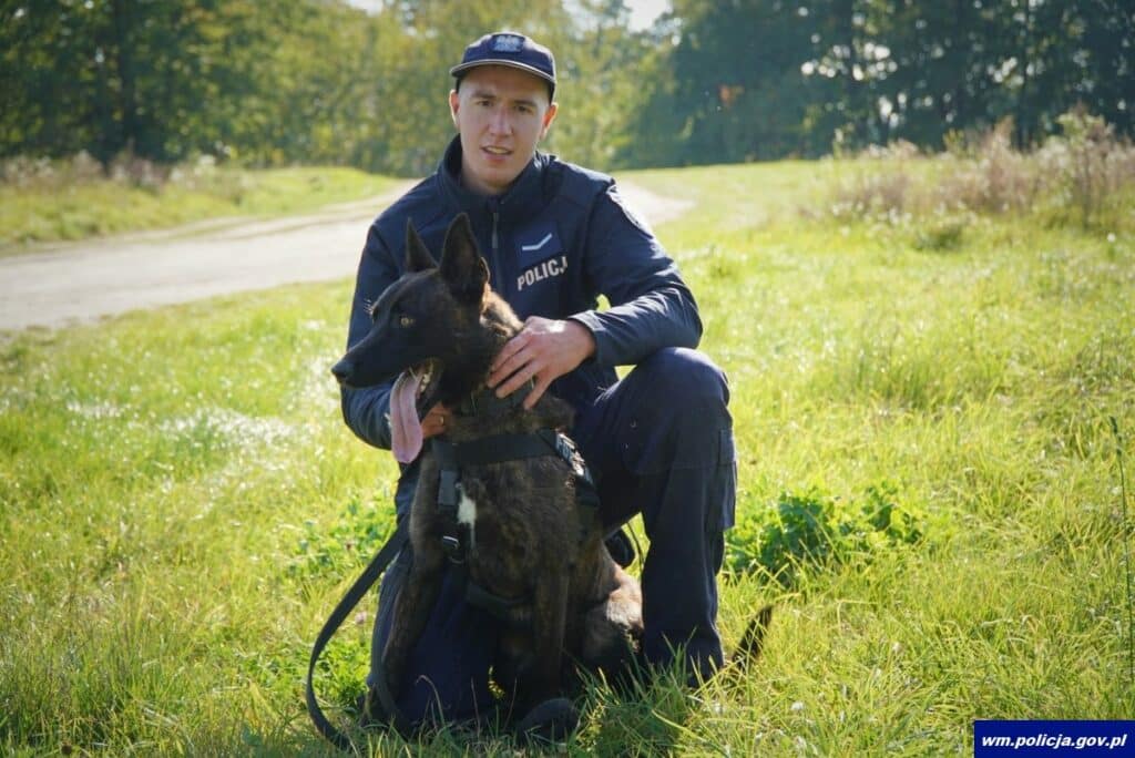 Po miesiącach szkolenia Wilkor i sierż. Dawid Jasiński są gotowi do wspólnej służby. - Owczarek holenderski Wilkor dołącza do policji