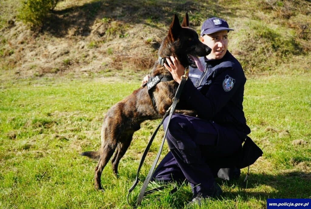 Po miesiącach szkolenia Wilkor i sierż. Dawid Jasiński są gotowi do wspólnej służby. - Owczarek holenderski Wilkor dołącza do policji