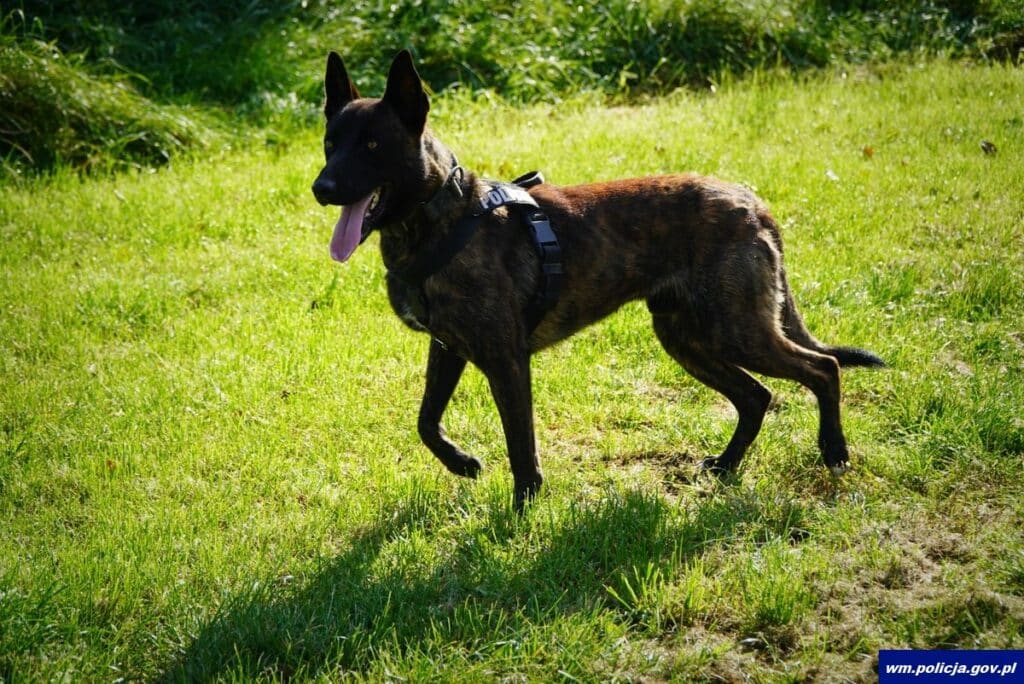 Po miesiącach szkolenia Wilkor i sierż. Dawid Jasiński są gotowi do wspólnej służby. - Owczarek holenderski Wilkor dołącza do policji