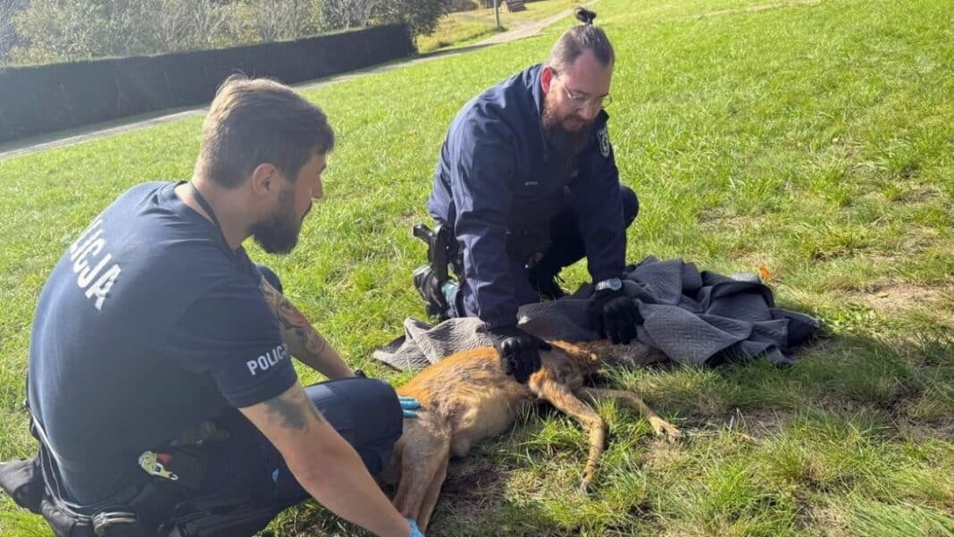 policjanci pomogli sarnie