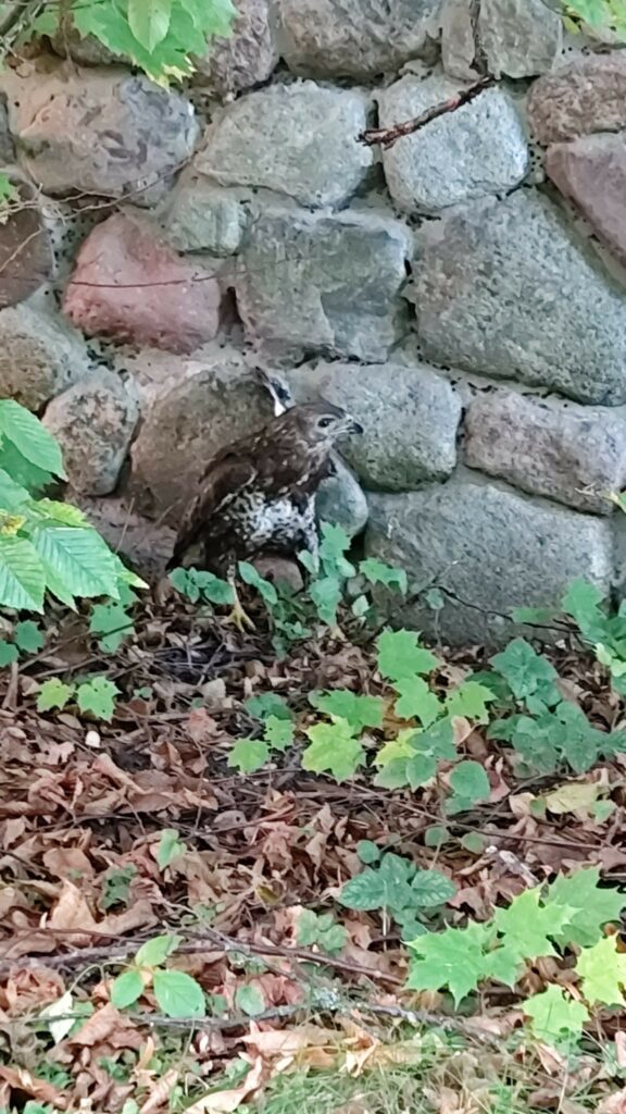 Ptak trafił pod opiekę specjalistów. - Ranny myszołów uratowany przez policjantów