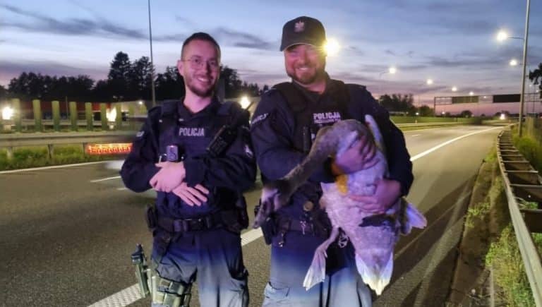 policjanci uratowali łabędzia