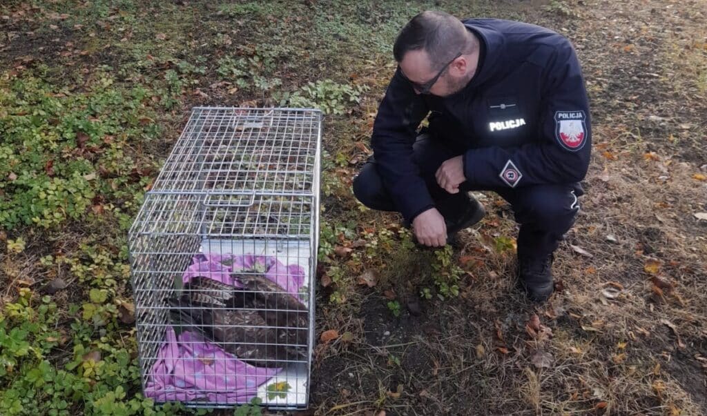 Ptak trafił pod opiekę specjalistów. - Ranny myszołów uratowany przez policjantów