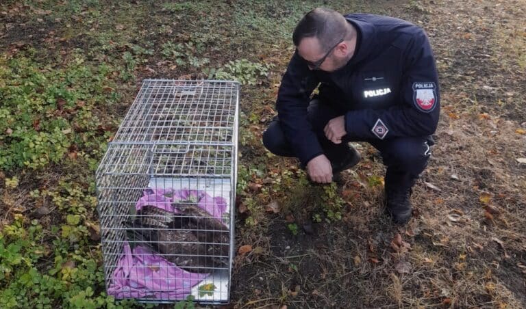 policjanci ratują myszołowa