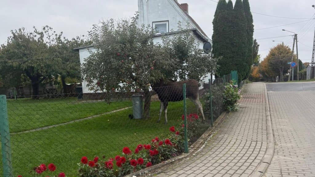 Łosie na diecie jabłkowej. - Łosie przyszły na pachtę! Niecodzienni goście na śniadaniu w przydomowym sadzie