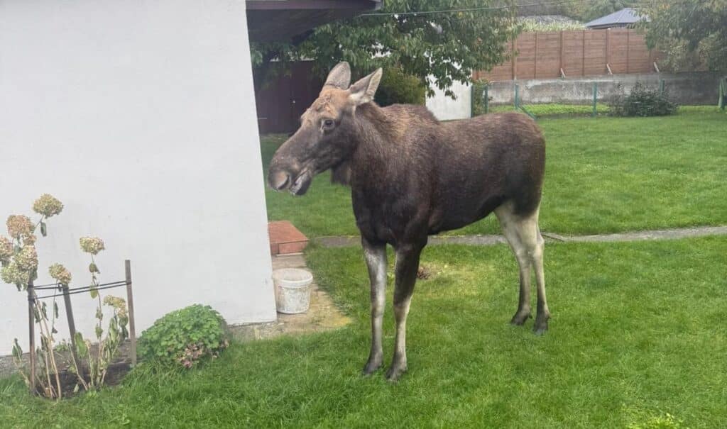 Łosie na diecie jabłkowej. - Łosie przyszły na pachtę! Niecodzienni goście na śniadaniu w przydomowym sadzie