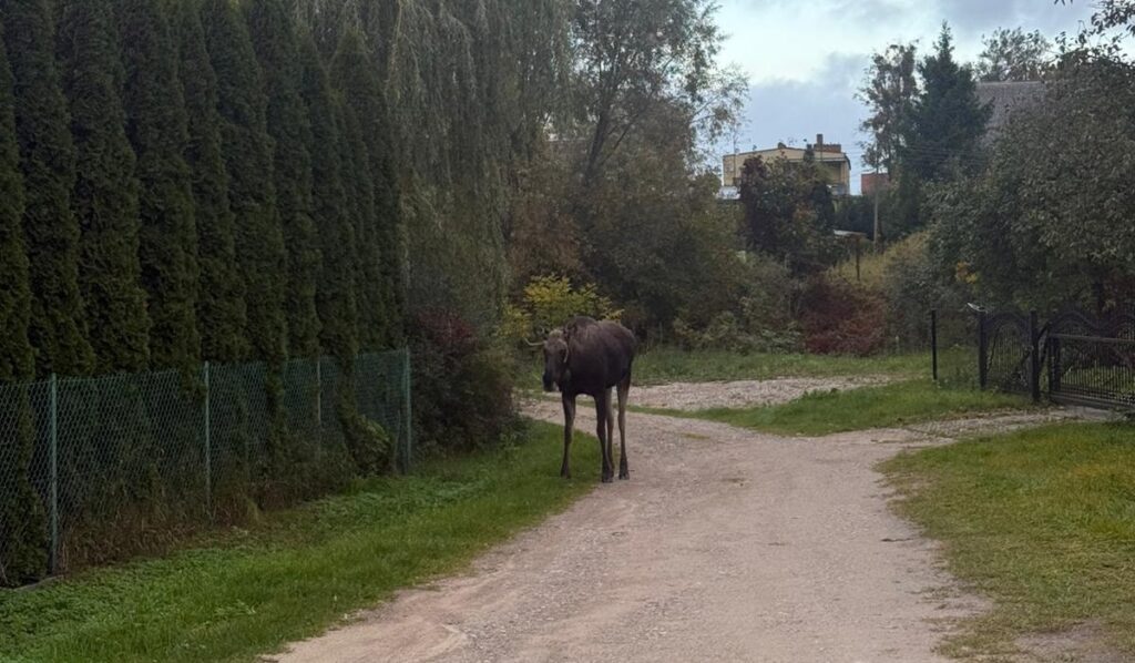 Łosie na diecie jabłkowej. - Łosie przyszły na pachtę! Niecodzienni goście na śniadaniu w przydomowym sadzie