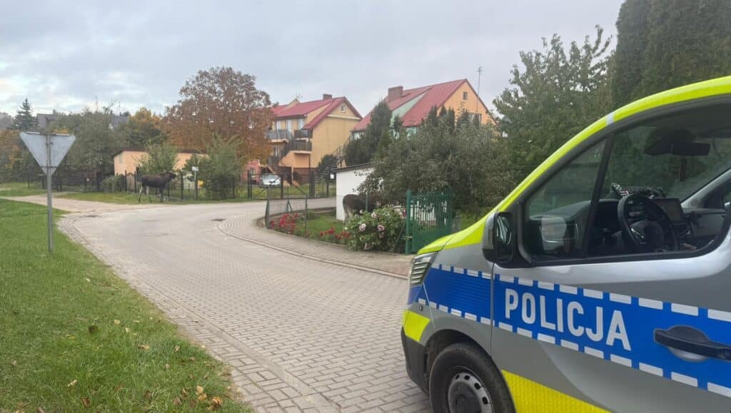 Łosie na diecie jabłkowej. - Łosie przyszły na pachtę! Niecodzienni goście na śniadaniu w przydomowym sadzie