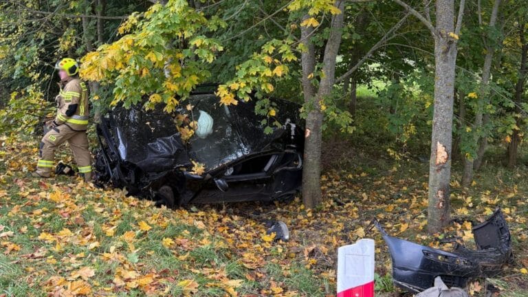 samoch&oacute;d między drzewami