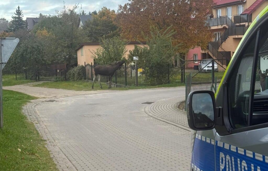 Łosie na diecie jabłkowej. - Łosie przyszły na pachtę! Niecodzienni goście na śniadaniu w przydomowym sadzie